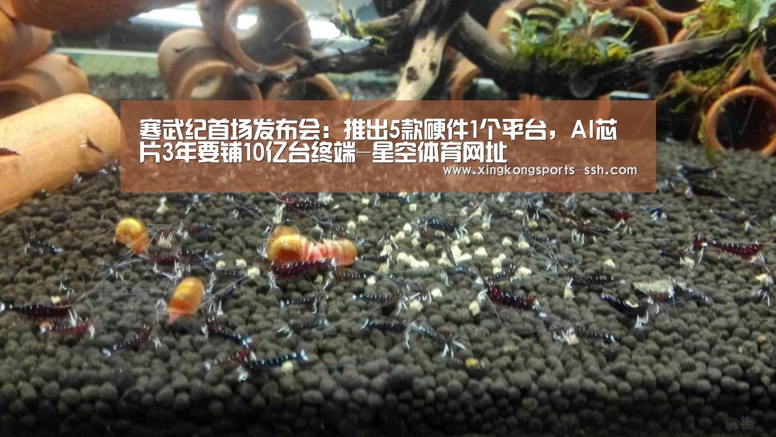 星空体育网址